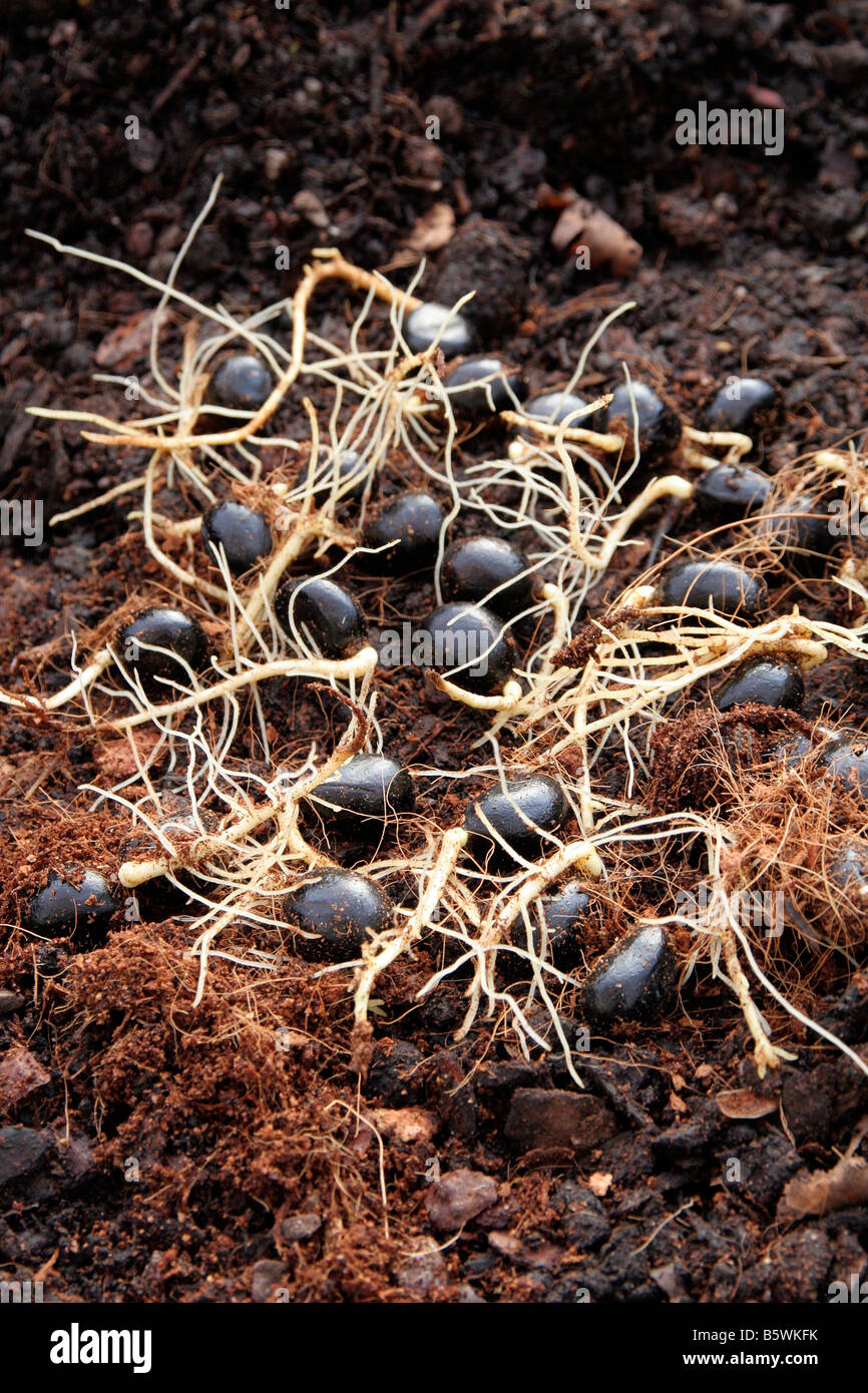 PAEONIA LUTEA LUDLOWII SYN PAEONIA LUDLOWII come molte specie PAEONIES crescerà da seme Foto Stock
