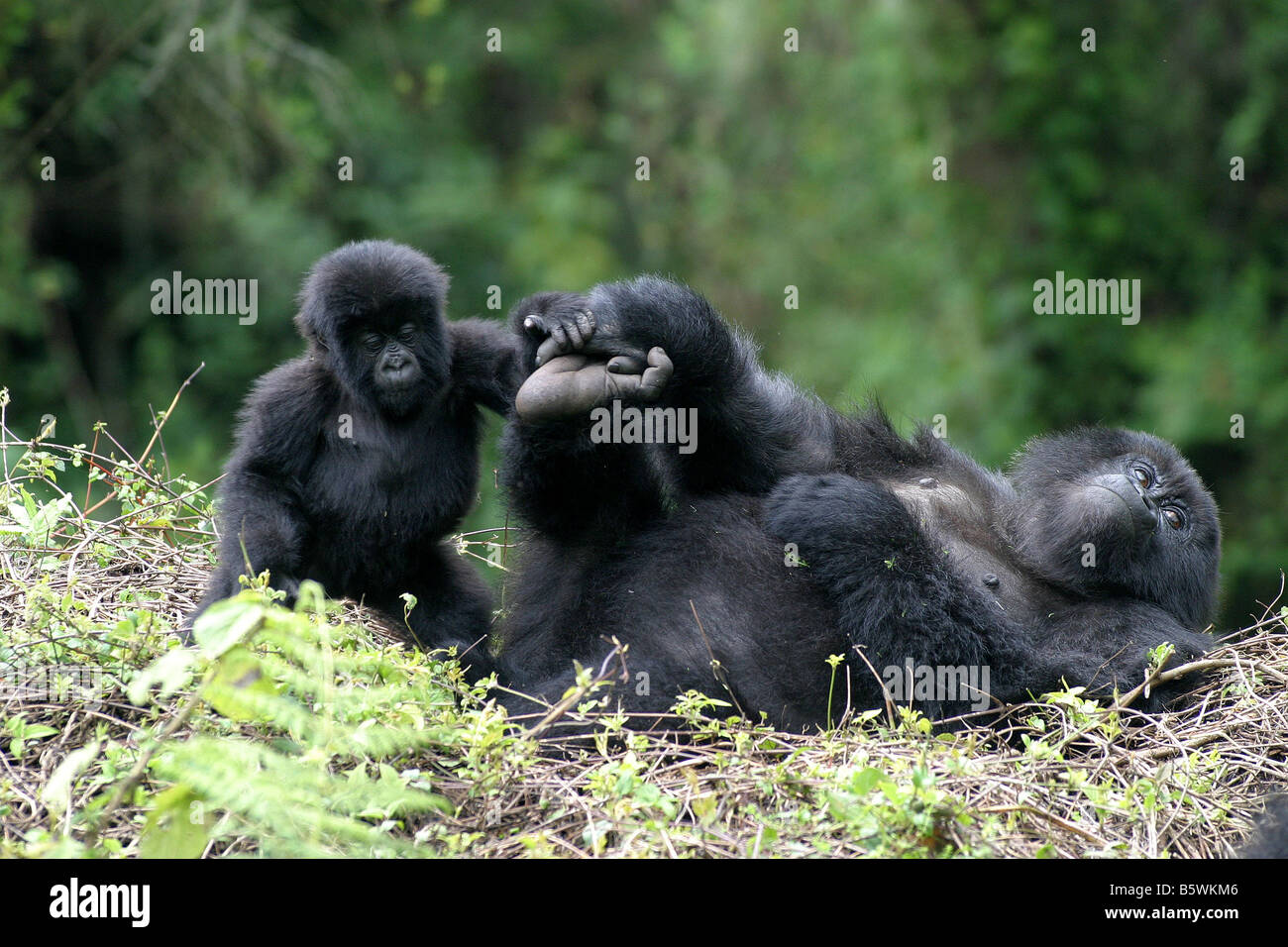 Il pericolo di gorilla di montagna del Ruanda Foto Stock