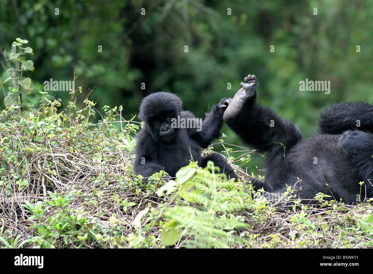 Il pericolo di gorilla di montagna del Ruanda Foto Stock