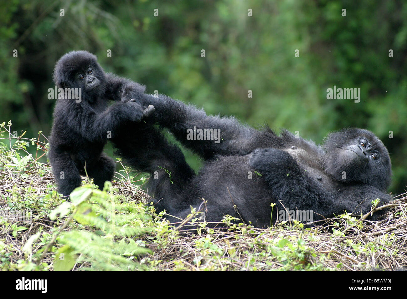 Il pericolo di gorilla di montagna del Ruanda Foto Stock