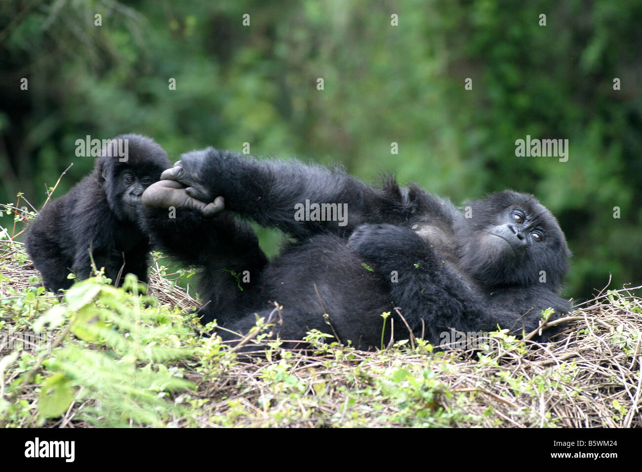 Il pericolo di gorilla di montagna del Ruanda Foto Stock