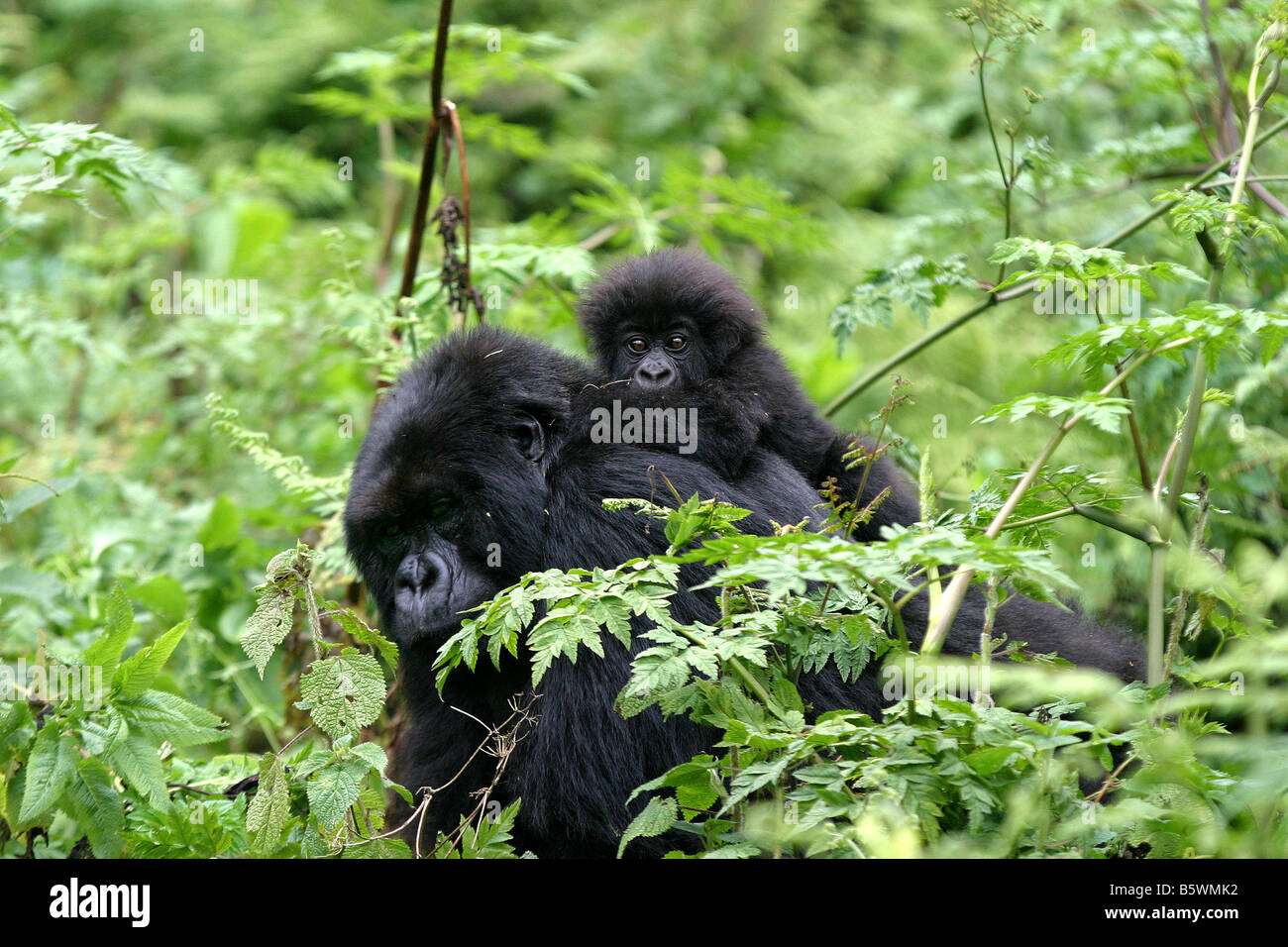 Il pericolo di gorilla di montagna del Ruanda Foto Stock