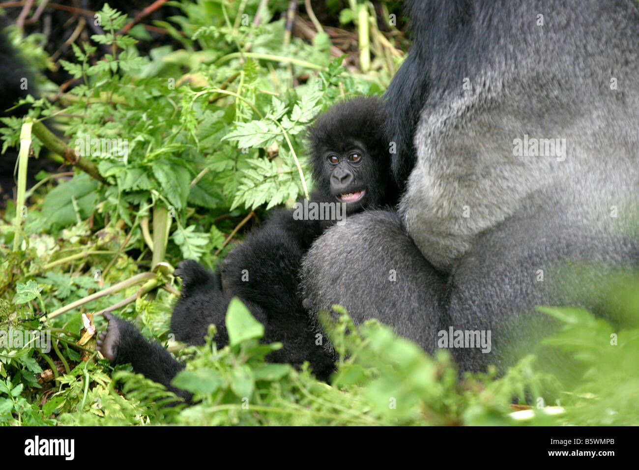 Il pericolo di gorilla di montagna del Ruanda Foto Stock