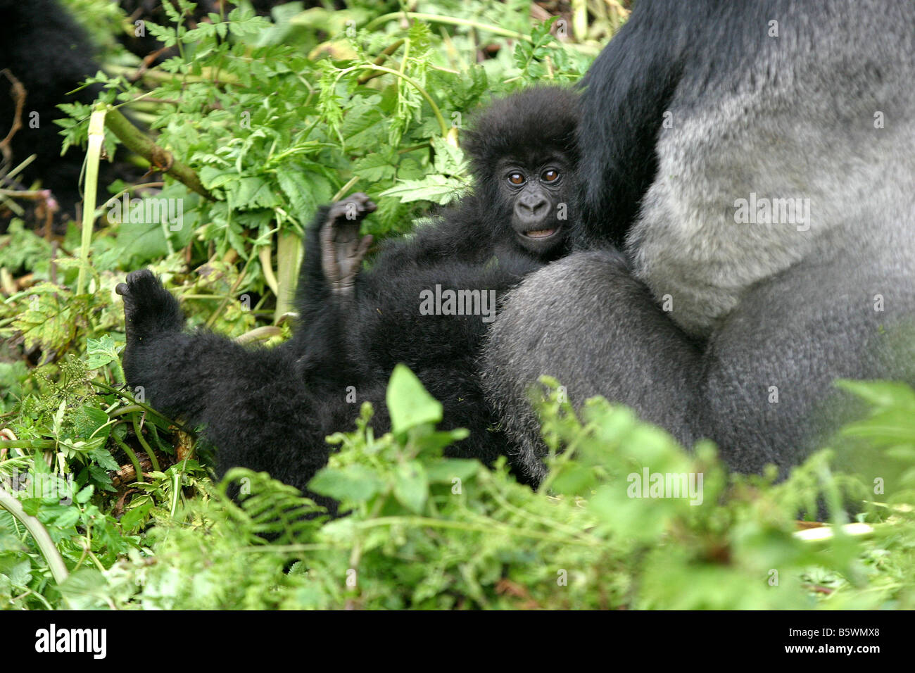 Il pericolo di gorilla di montagna del Ruanda Foto Stock