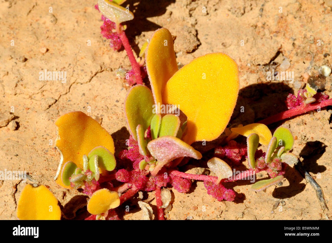 Piccolo Aizoaceae superriduttore su argilla vicino a South African West Coast Foto Stock