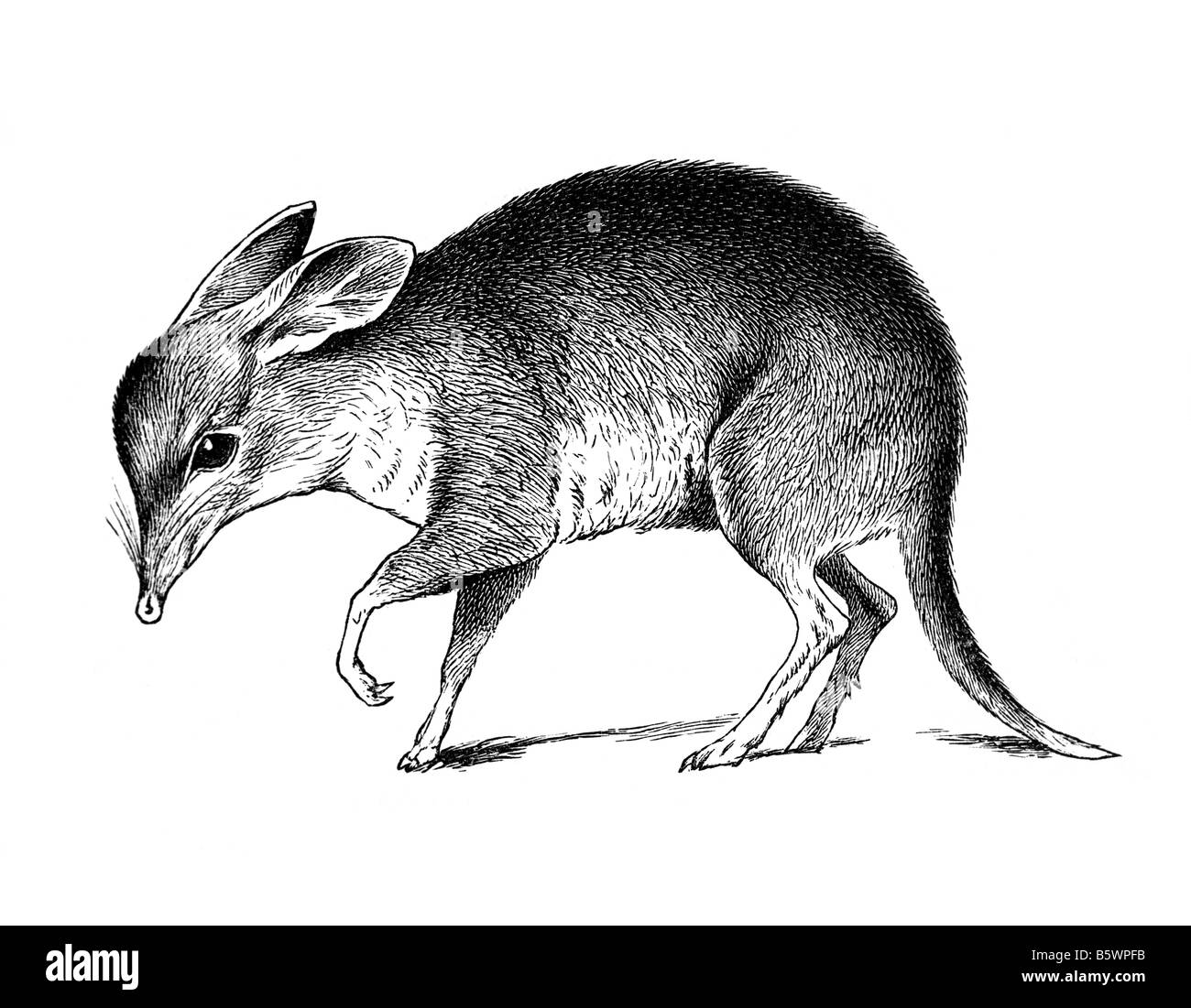 Choeropus castanotis, Topo marsupiale Foto Stock