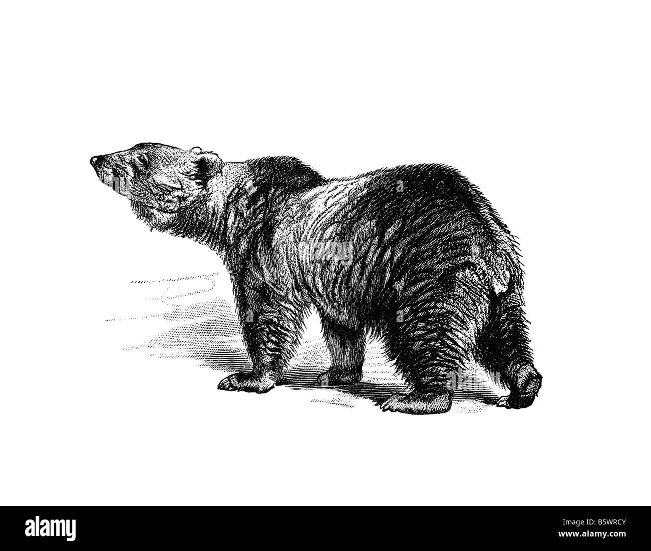 L'orso bruno (Ursus arctos), famiglia Ursidae Foto Stock