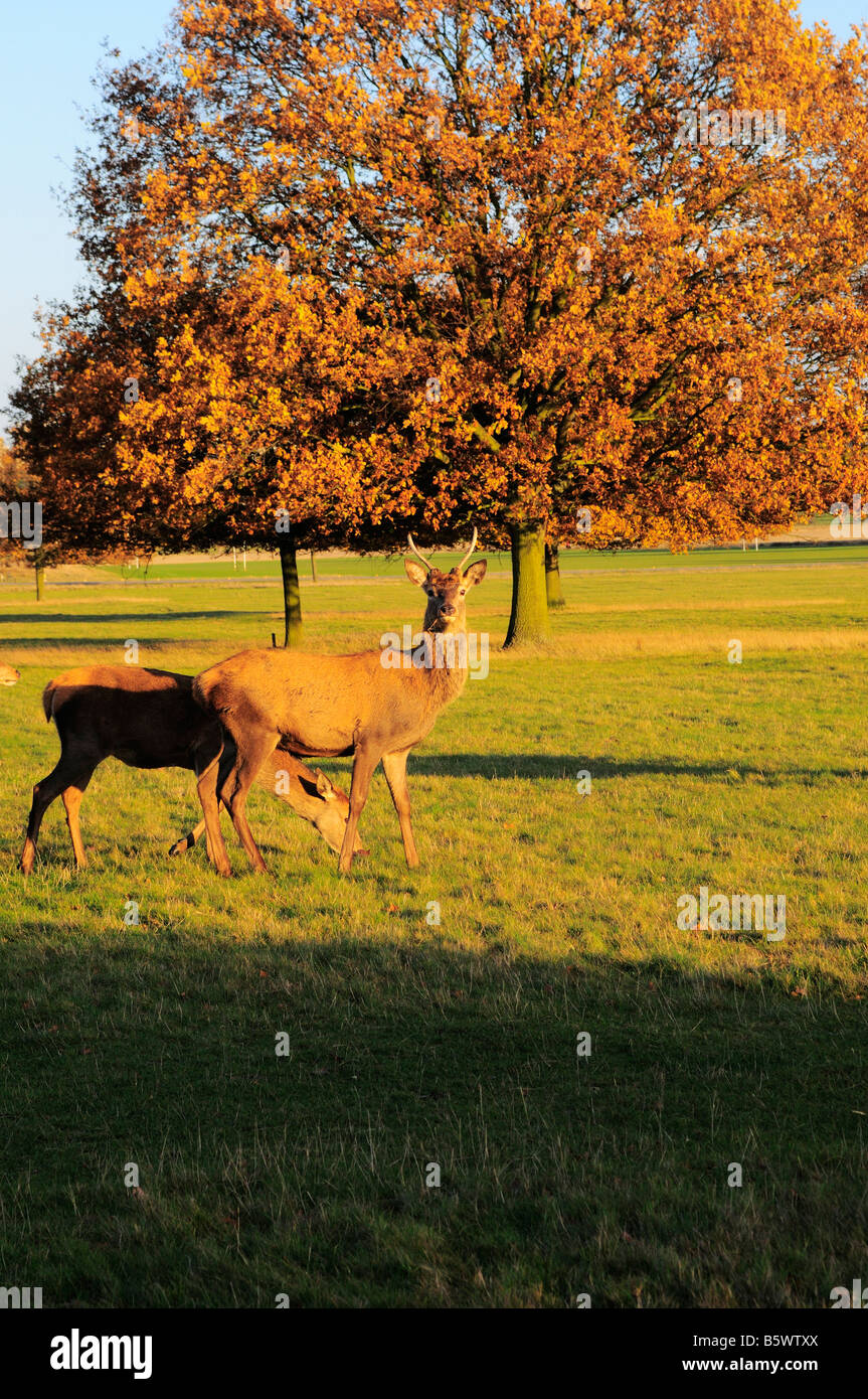 Cervi in autunno, Richmond Park Richmond Upon Thames Surrey UK Foto Stock