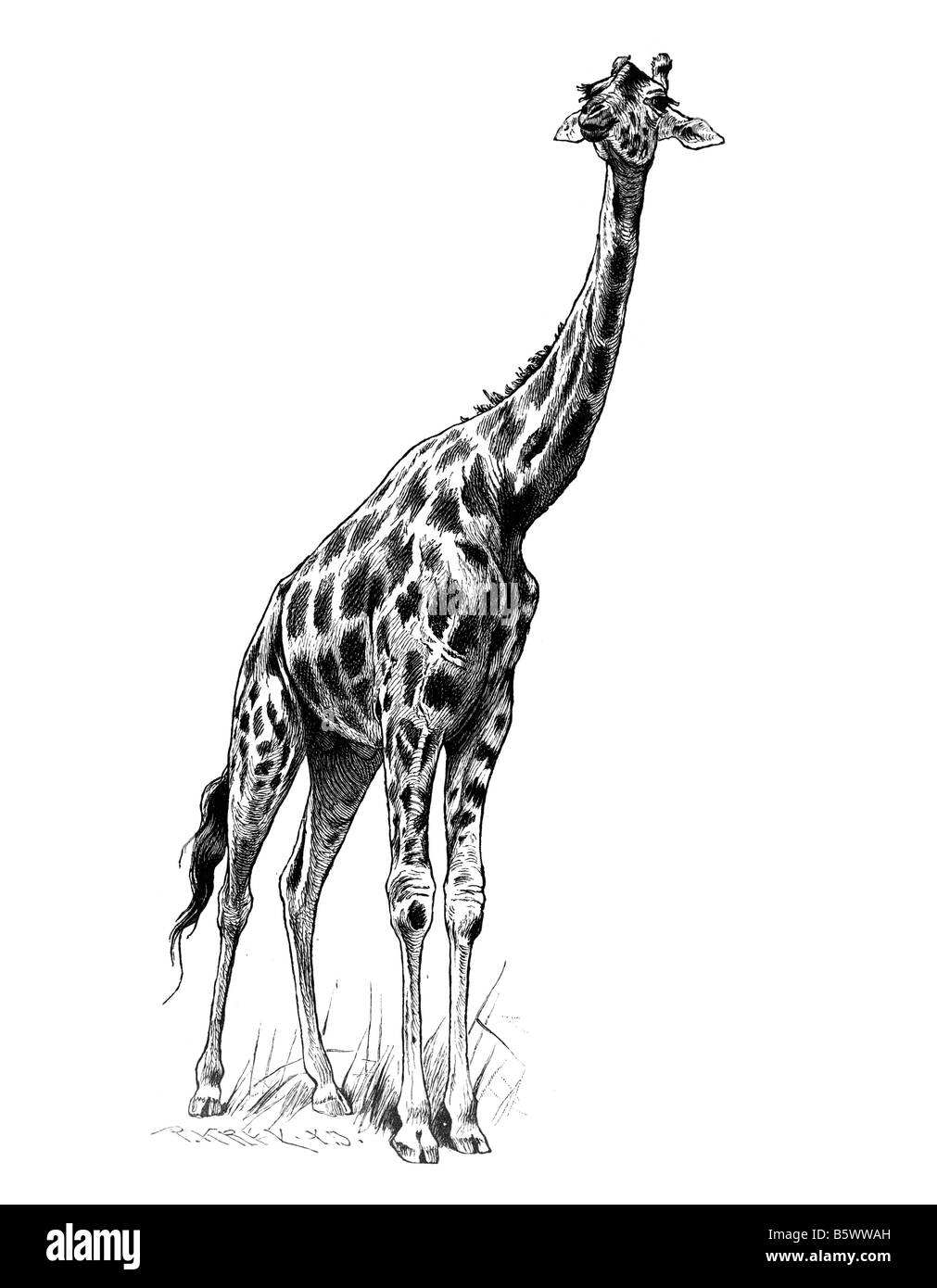 Giraffe (Giraffa camelopardalis), Famiglia Giraffidae genere Giraffa Foto Stock