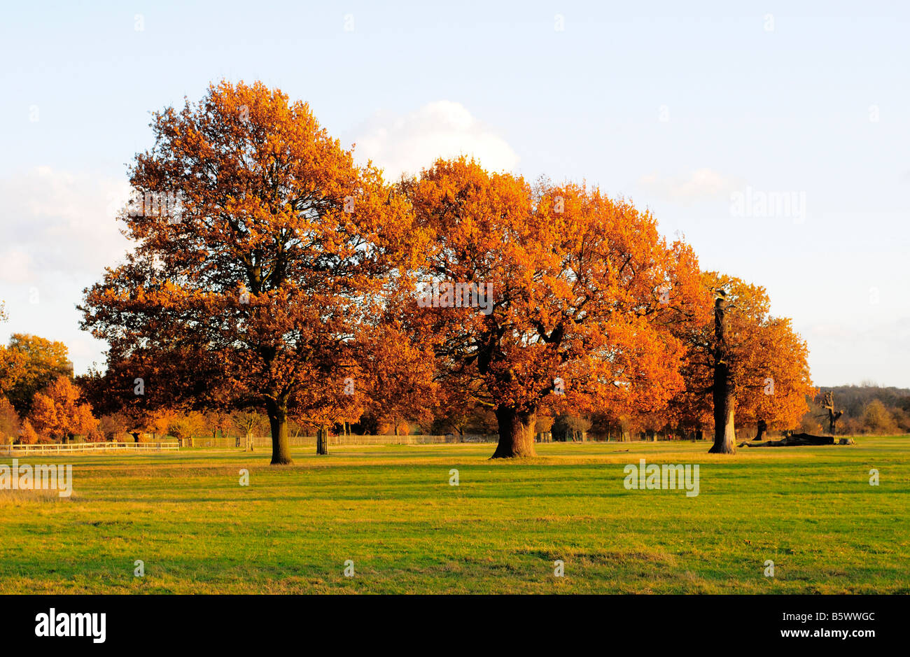 Richmond Park Richmond Upon Thames Surrey UK Foto Stock