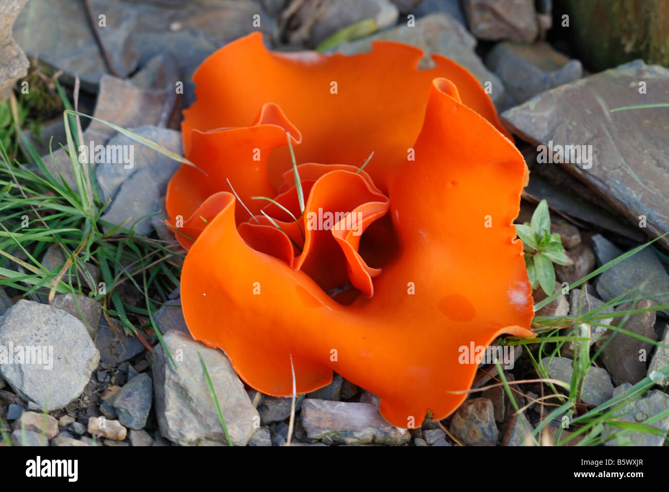 Buccia di arancia fungo Aleuria aurantia CLOSE UP Foto Stock