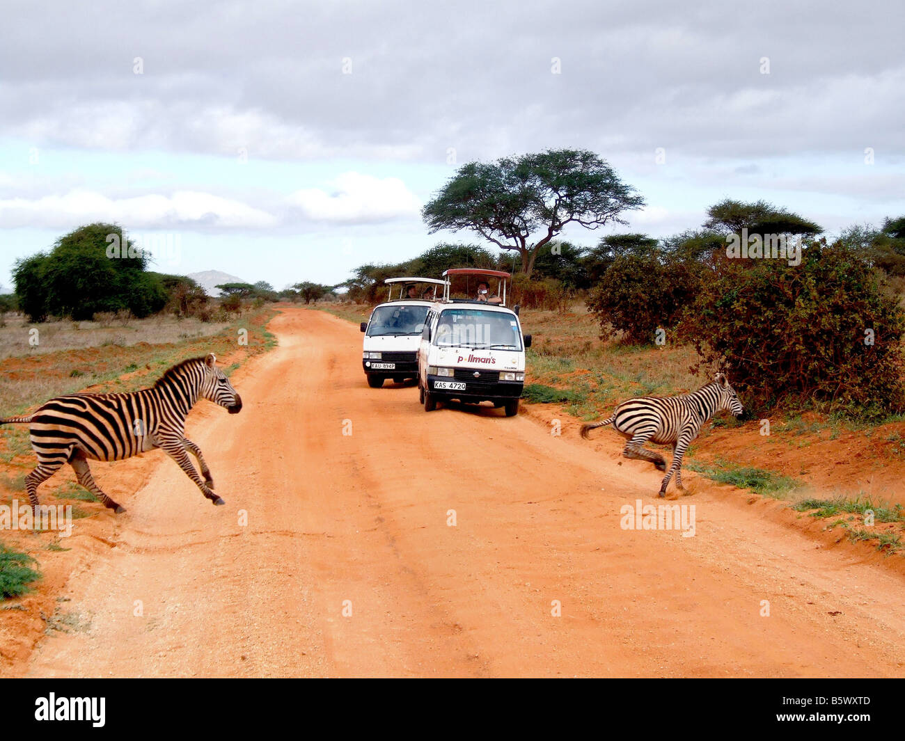 Zebra parco nazionale orientale di Tsavo Kenya Africa Foto Stock