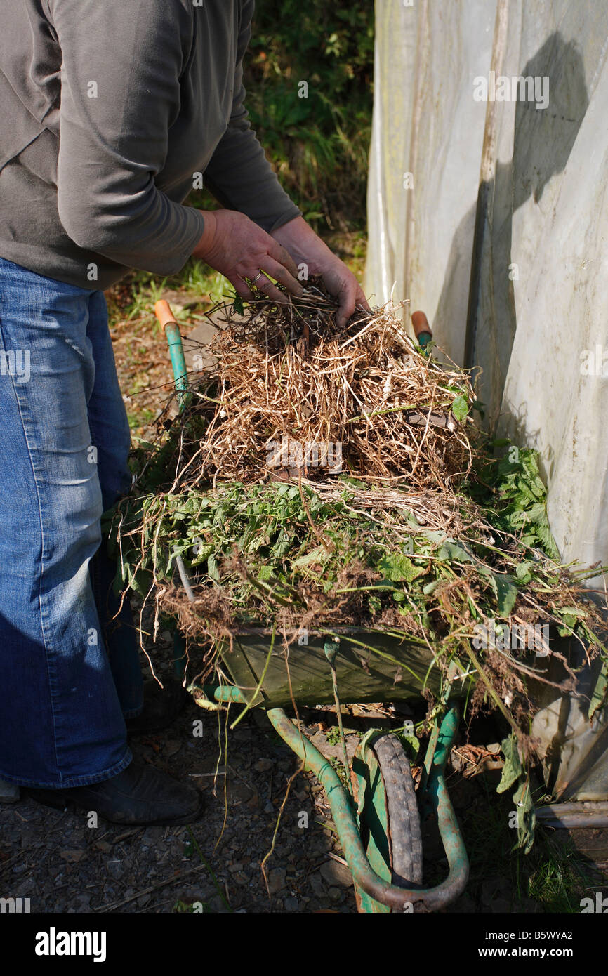 Carciofi cinese radice e rifiuti superiore da un 2 metro quadrato bed Foto Stock