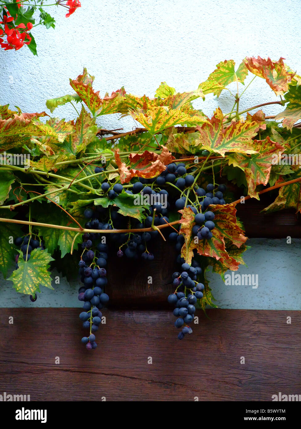 Maturazione uve francesi su un graticcio muro a Obernai - Alsace - Strada del Vino - Route du vin Foto Stock