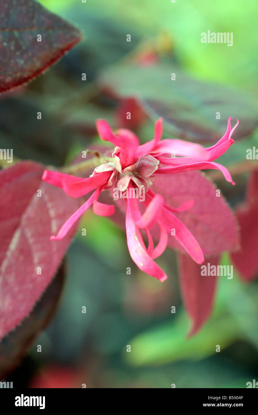 LOROPETALUM CHINENSE RUBRUM danza del fuoco Foto Stock