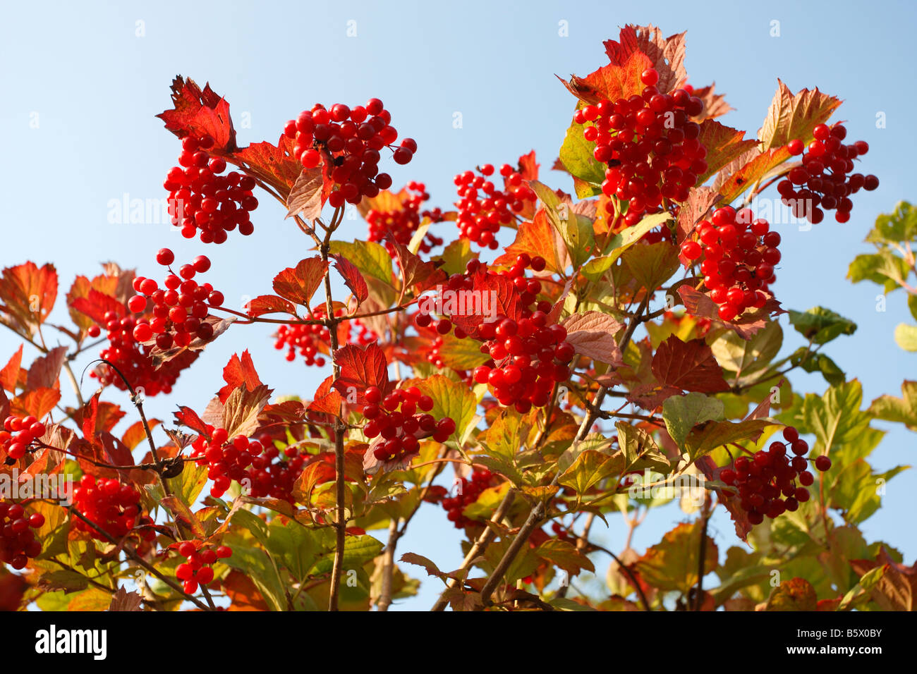 Rosa viburno Viburnum opulus bacche mature sulla boccola Foto Stock