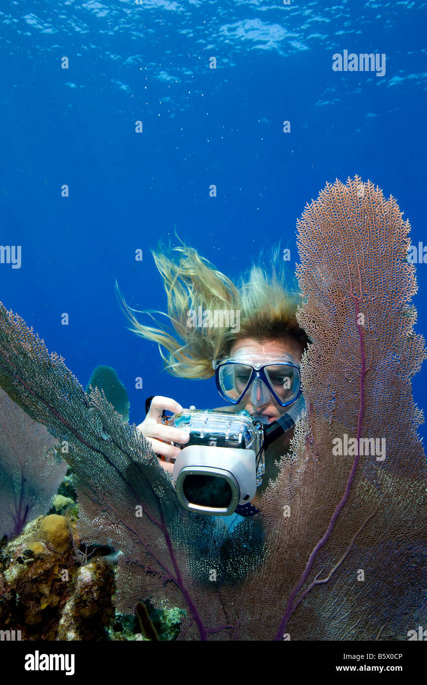 Snorkeler prende foto di mare comune ventola (Gorgonia ventalina), Bloody Bay, Little Cayman Foto Stock