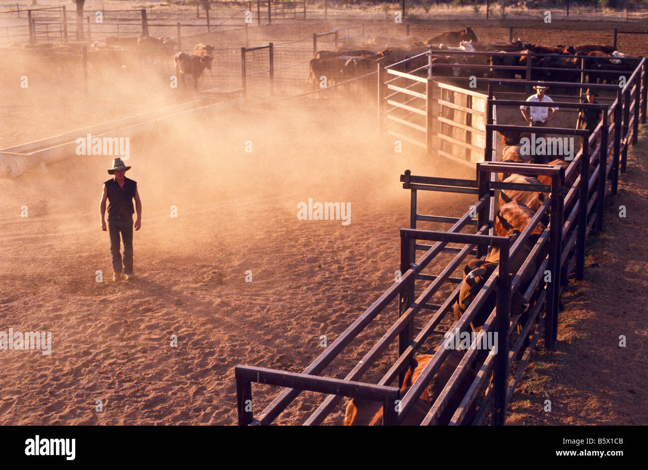 Raduno del bestiame, outback Australia Foto Stock