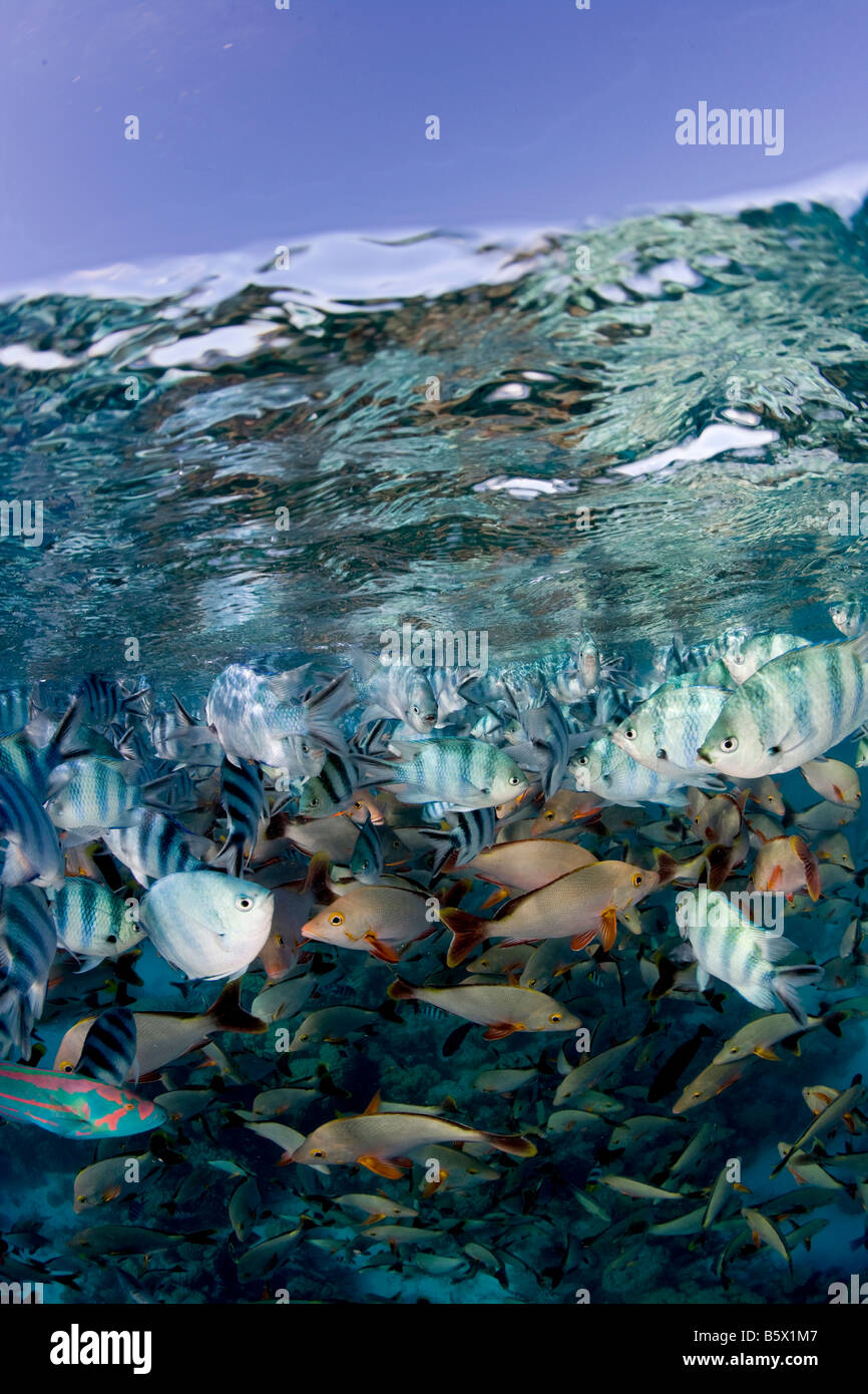 Pesce tropicale Swirl al di sotto della superficie cristallina del Sud Pacifico Foto Stock