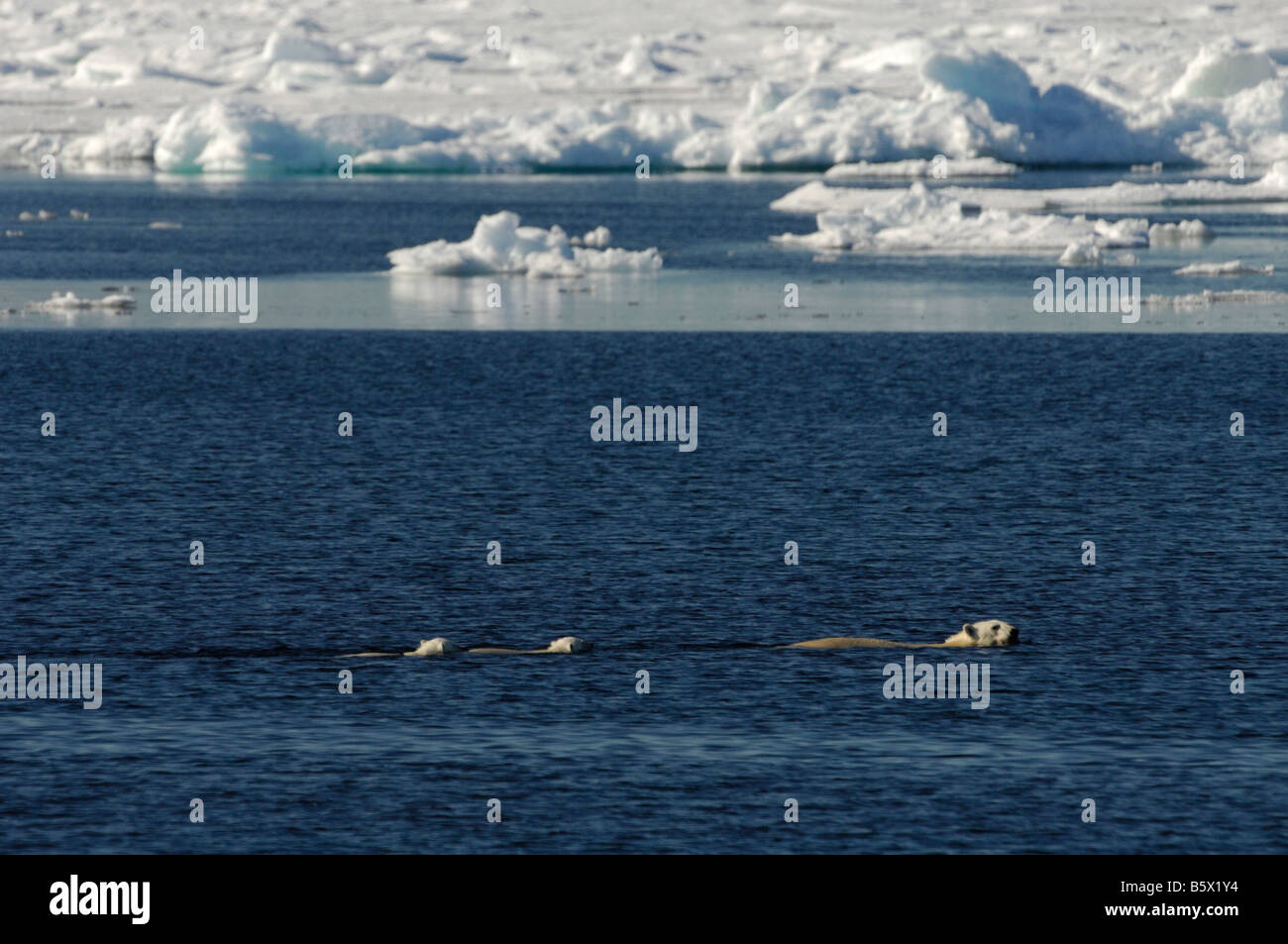 Orso polare madre e lupetti (Ursus maritimus) nuoto Foto Stock
