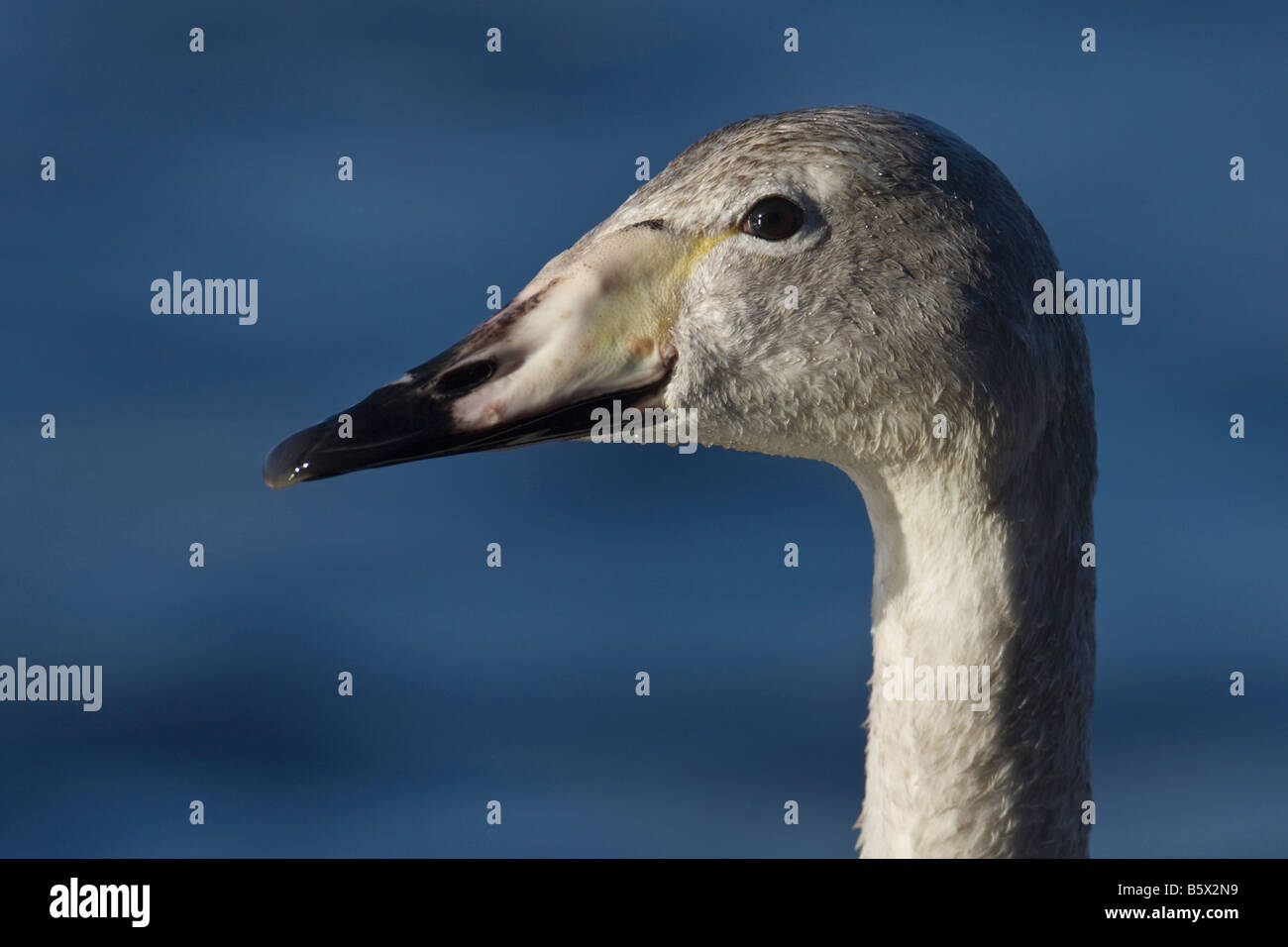 La testa e il collo del bambino Whooper Swan (Cygnus cygnus) a Welney, Norfolk, Inghilterra, Regno Unito Foto Stock