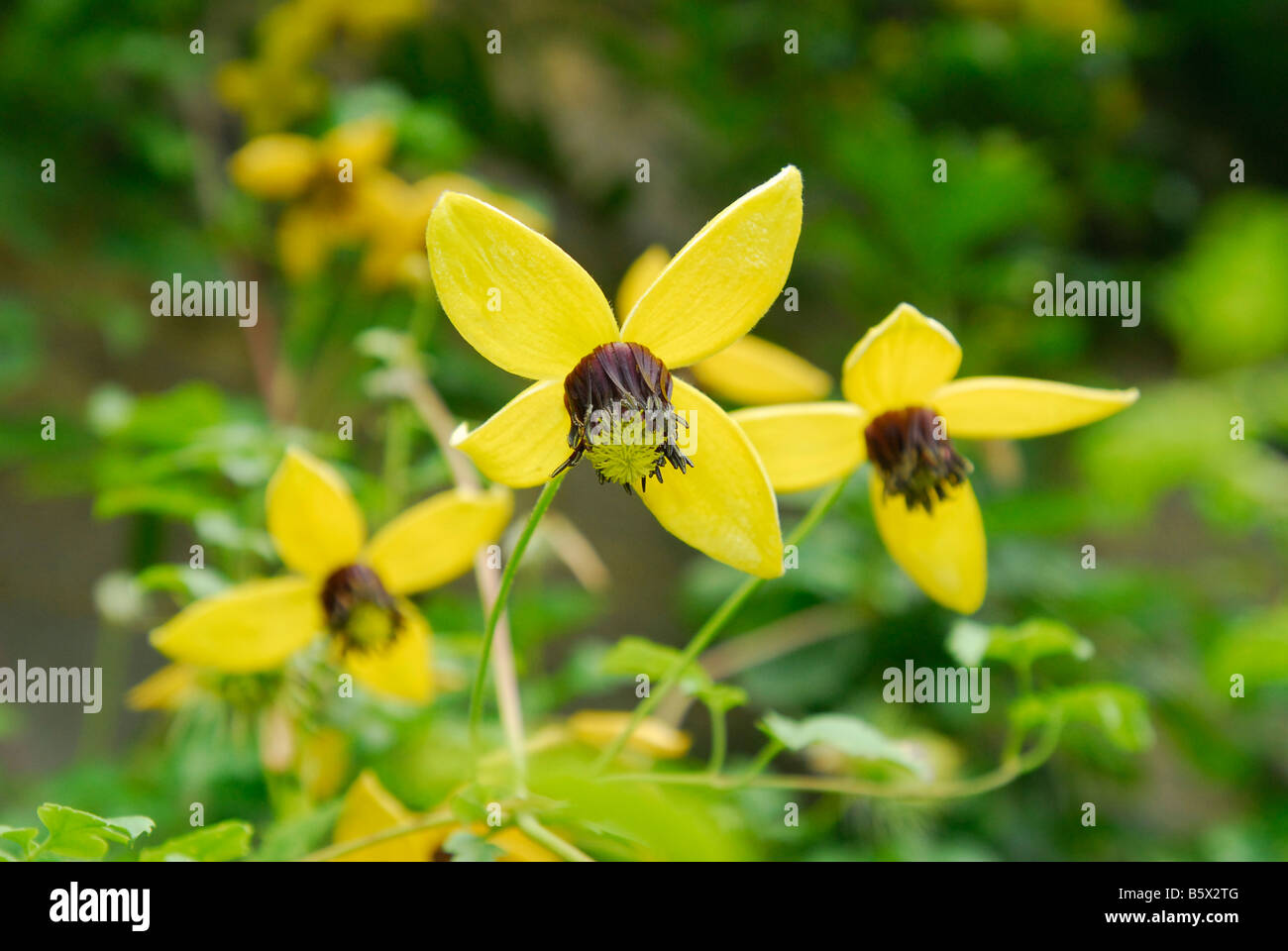 Clematis serratifolia 'kugotia' 'Golden Tiara' Foto Stock