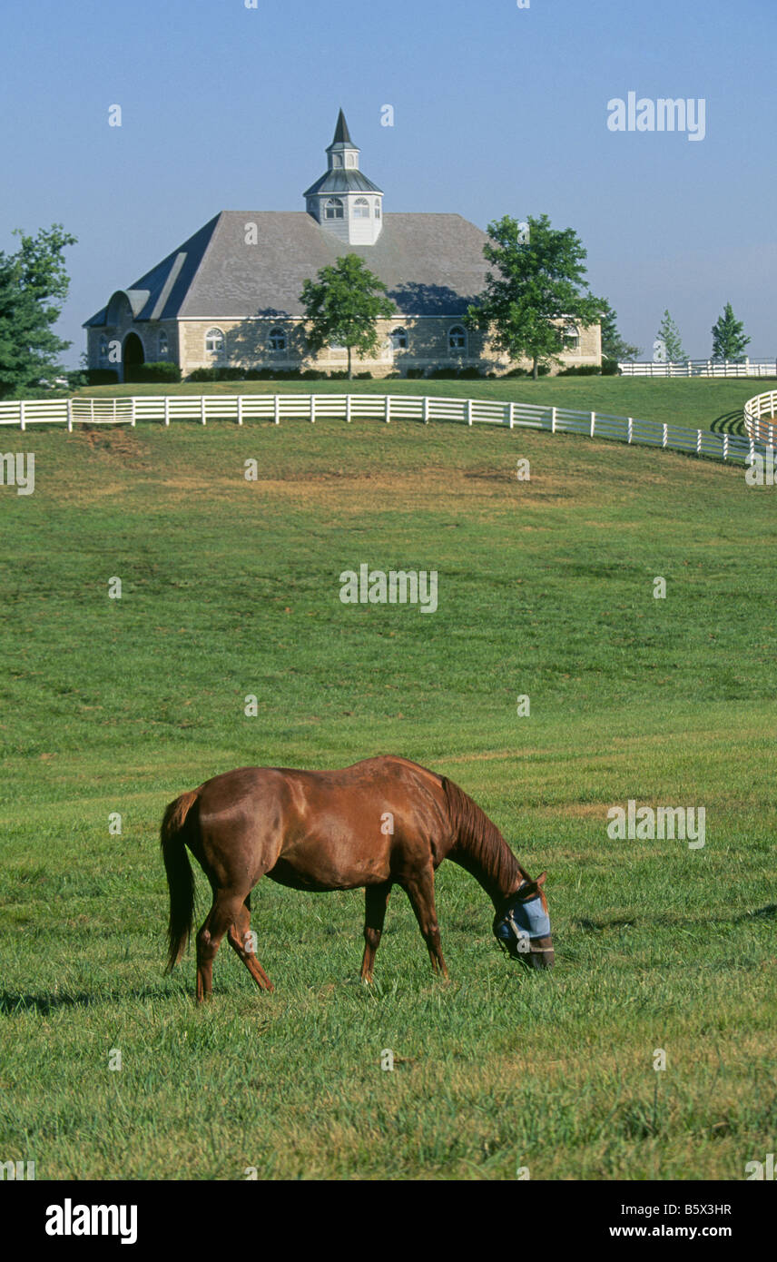 Un purosangue corsa di cavalli sfiora in un campo di bluegrass su un grande allevamento di cavalli nel paese di Bluegrass vicino a Lexington Kentucky Foto Stock