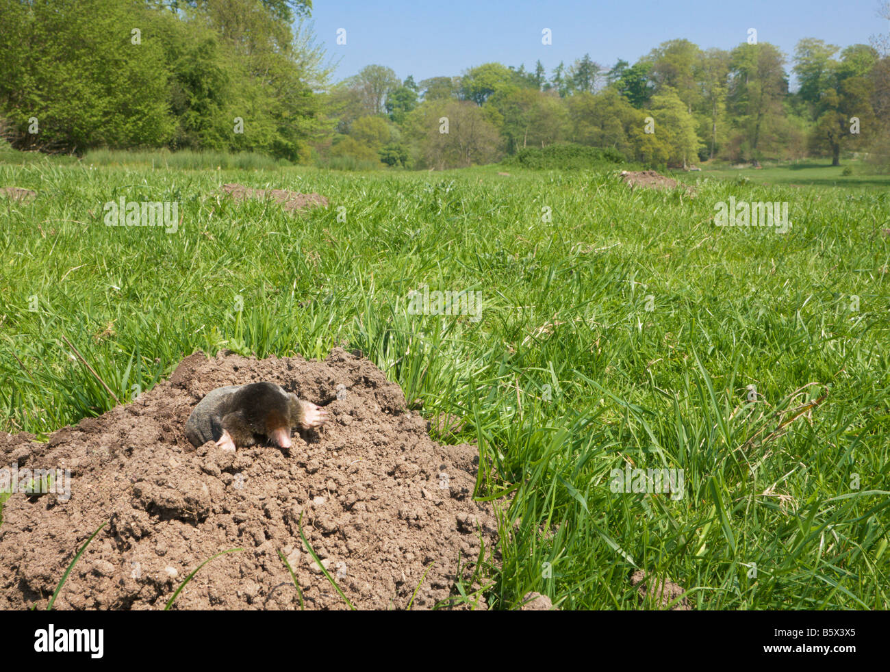 Mole Talpa europaea emergente dal molehill in un campo Foto Stock