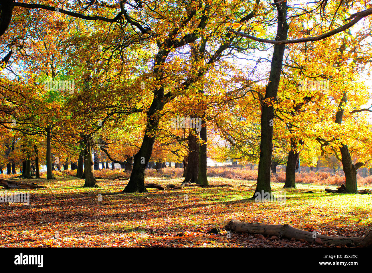 Autunno alberi e foglie cadute in Richmond Park Richmond Upon Thames Surrey UK Foto Stock