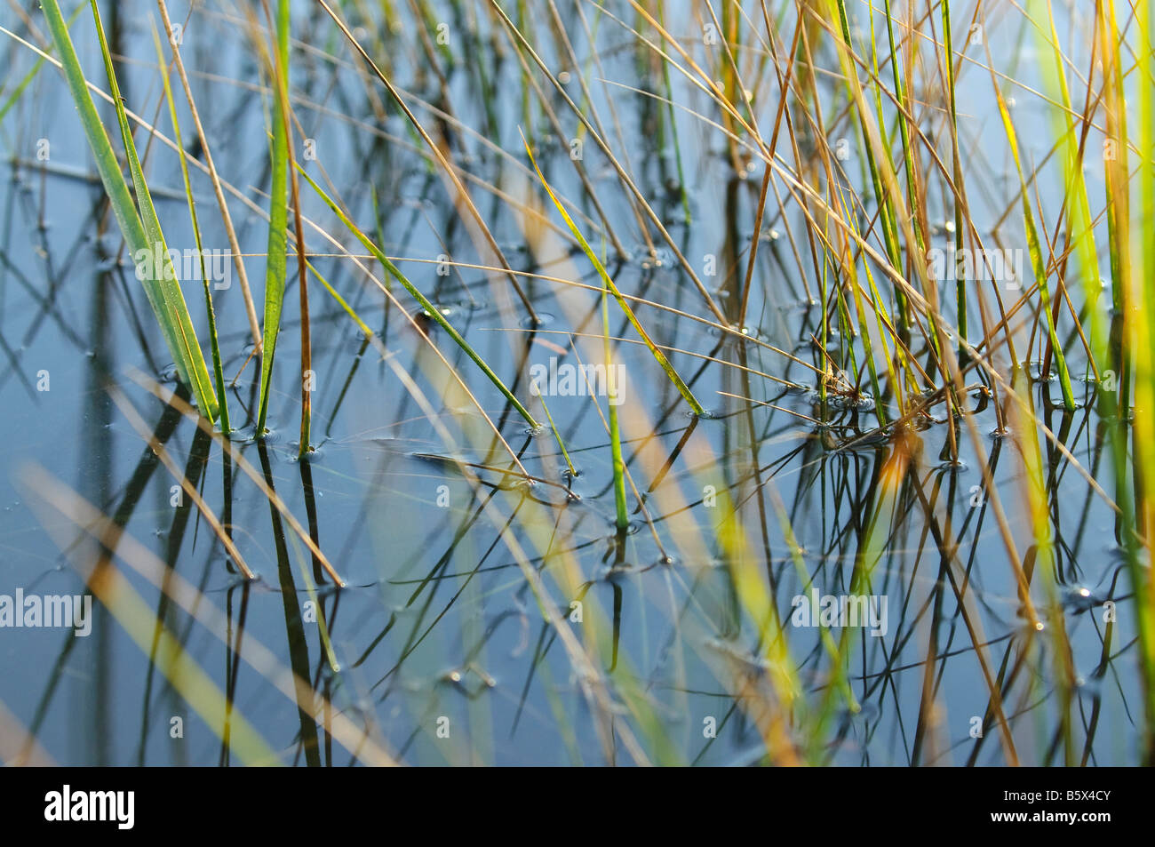 Saltmeadow cordgrass Spartina patens, erbe che crescono in palude salmastra acqua Foto Stock