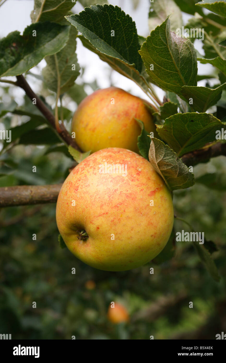 APPLE scoperta close up di frutta matura Foto Stock