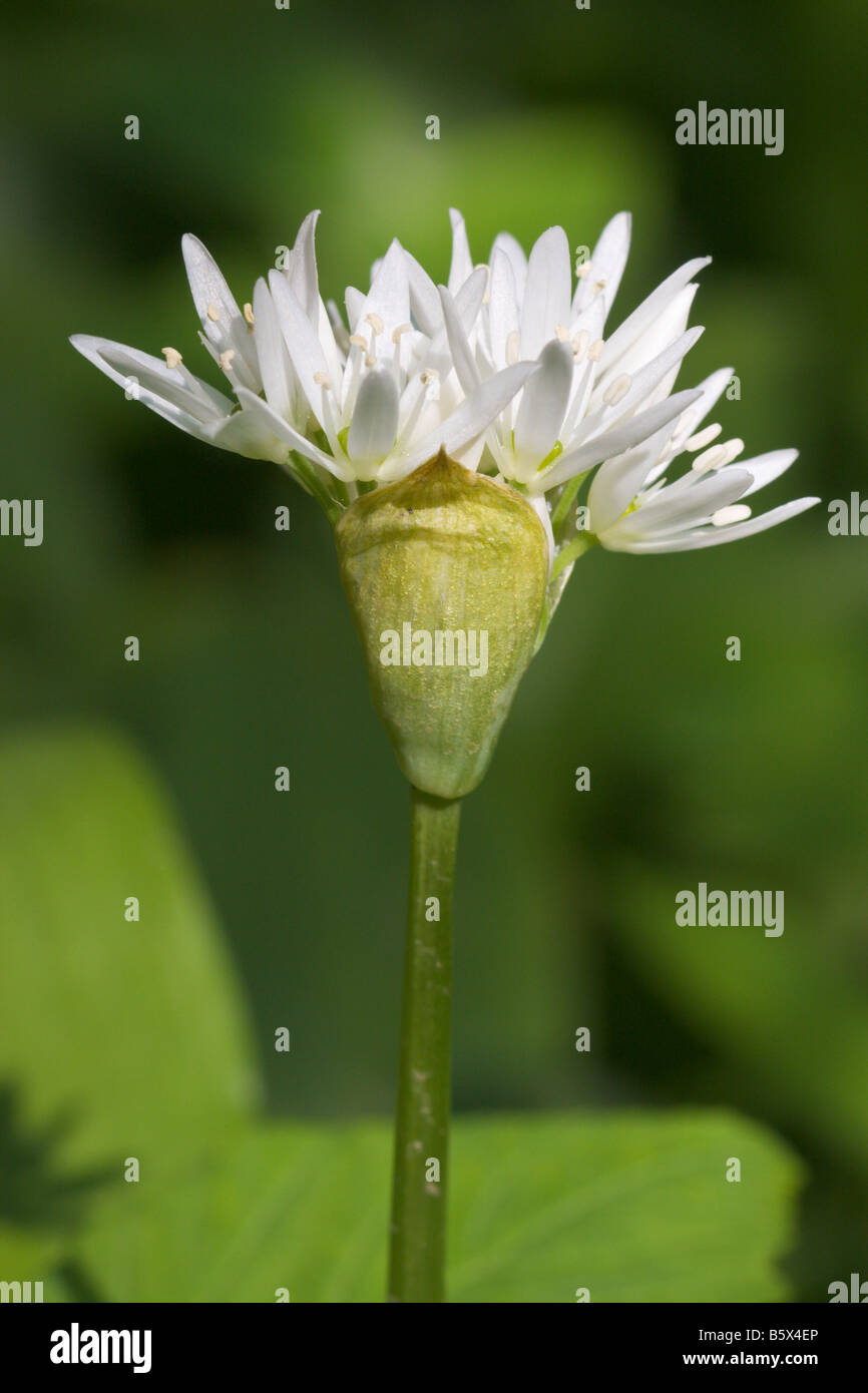 Ramsons o aglio selvatico Allium ursinum flower head emerging Foto Stock