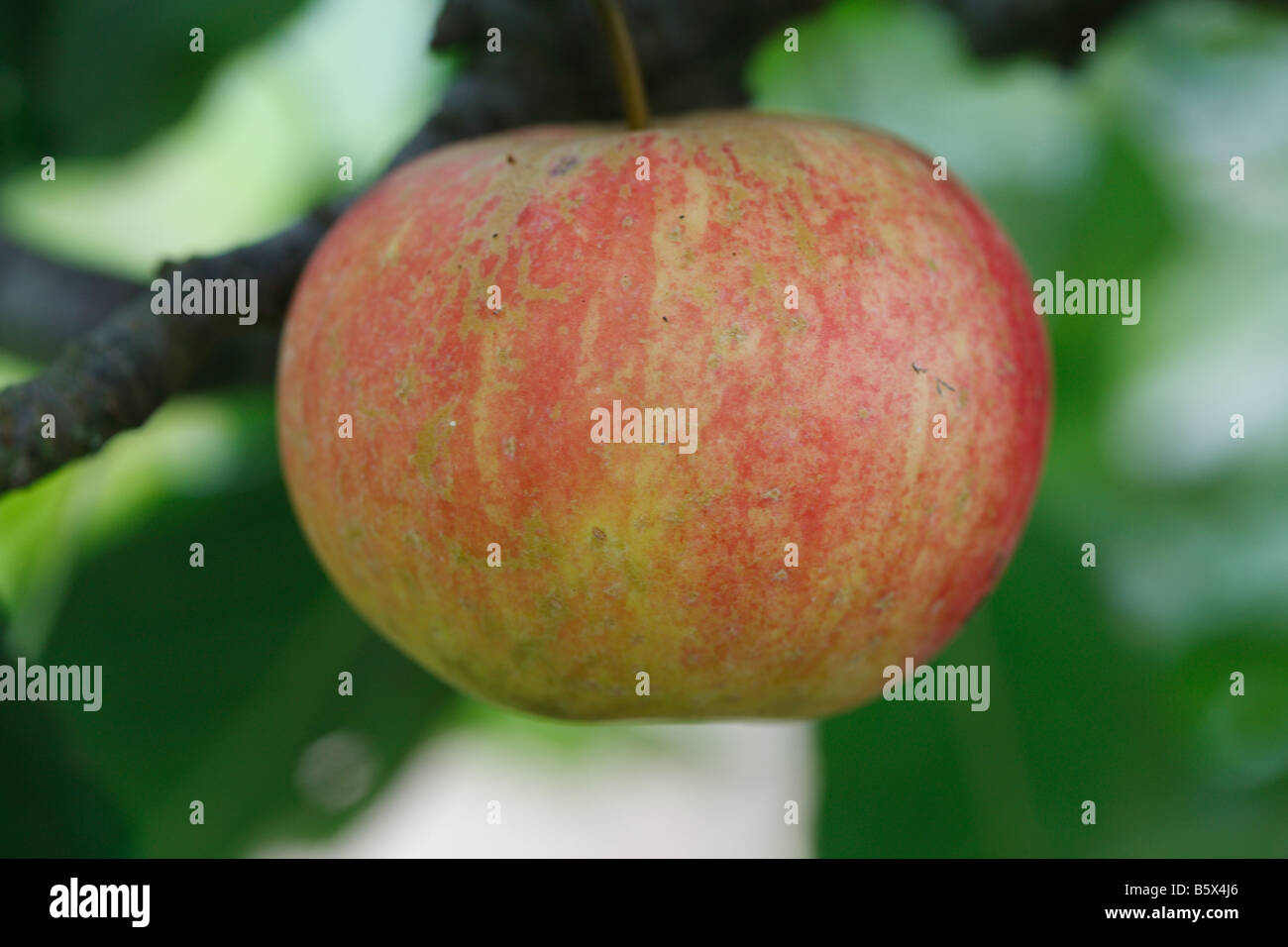 APPLE Redsleeves close up di frutta matura Foto Stock