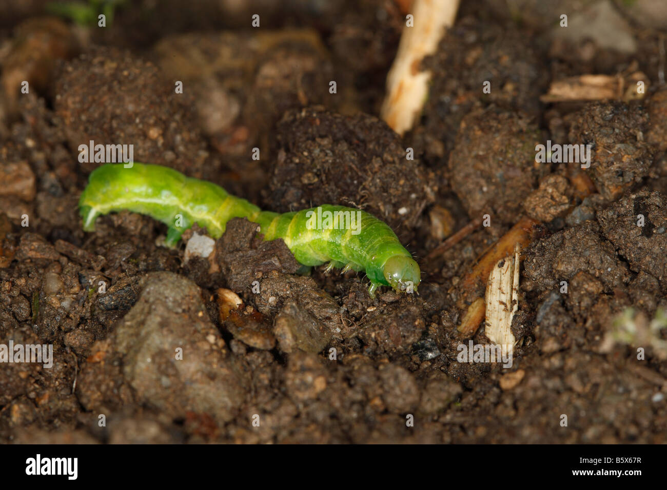 CUTWORM Noctuid caterpillar IN MOVIMENTO ATTRAVERSO IL SUOLO DI NOTTE Foto Stock