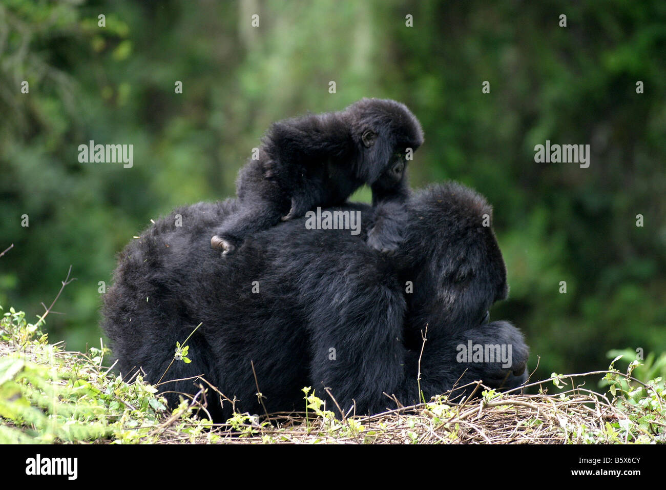 Il pericolo di gorilla di montagna del Ruanda Foto Stock