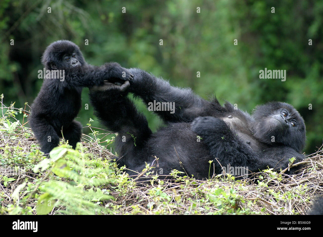 Il pericolo di gorilla di montagna del Ruanda Foto Stock