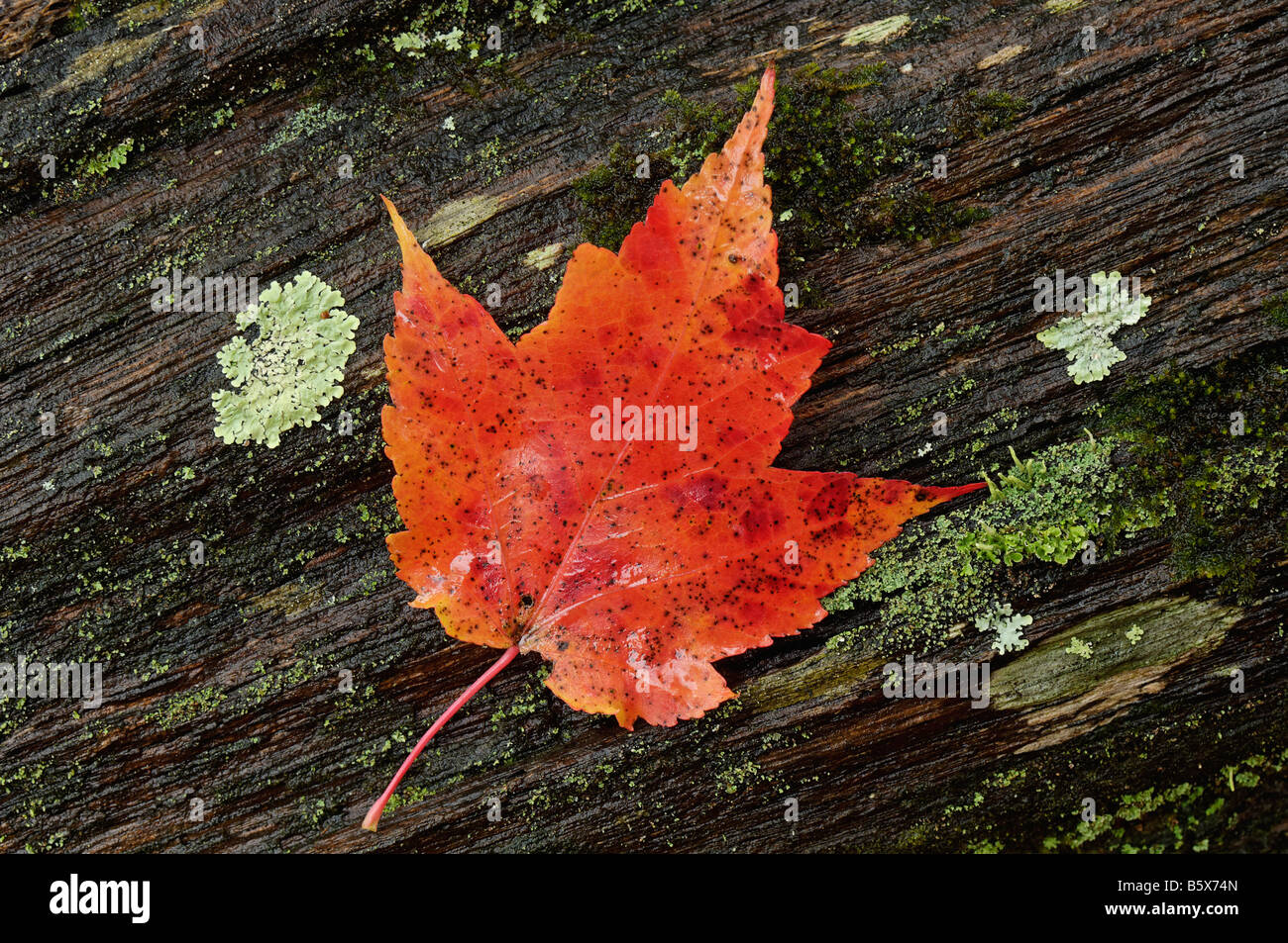 Close up Red Maple Leaf su Lichen coperto marciume Log in Fall Creek Falls State Park Tennessee Foto Stock