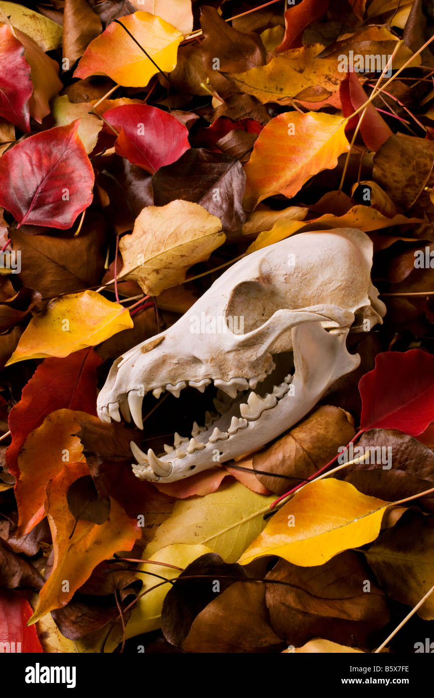 Coyote cranio in foglie di autunno Foto Stock
