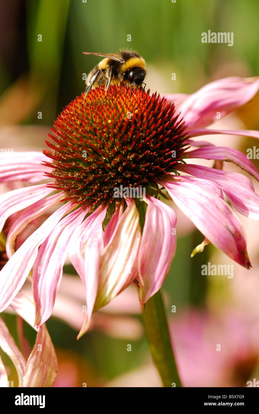 Echinacea Purpurea Foto Stock