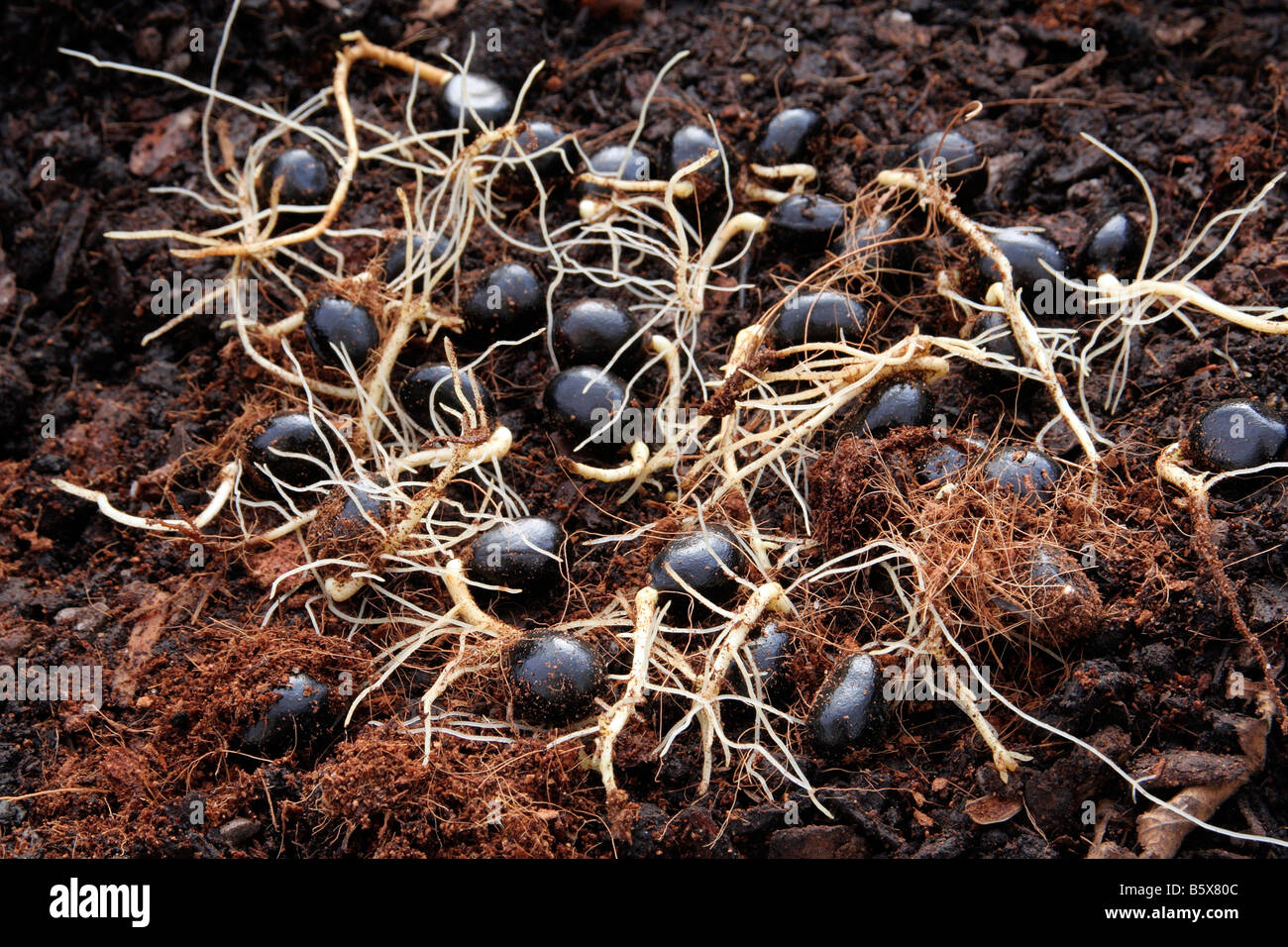 PAEONIA LUTEA LUDLOWII SYN PAEONIA LUDLOWII come molte specie PAEONIES crescerà da seme Foto Stock