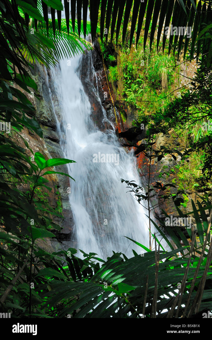 La Mina cade nella Foresta Nazionale Caraibica El Yunque vicino Palmer Puerto Rico Foto Stock