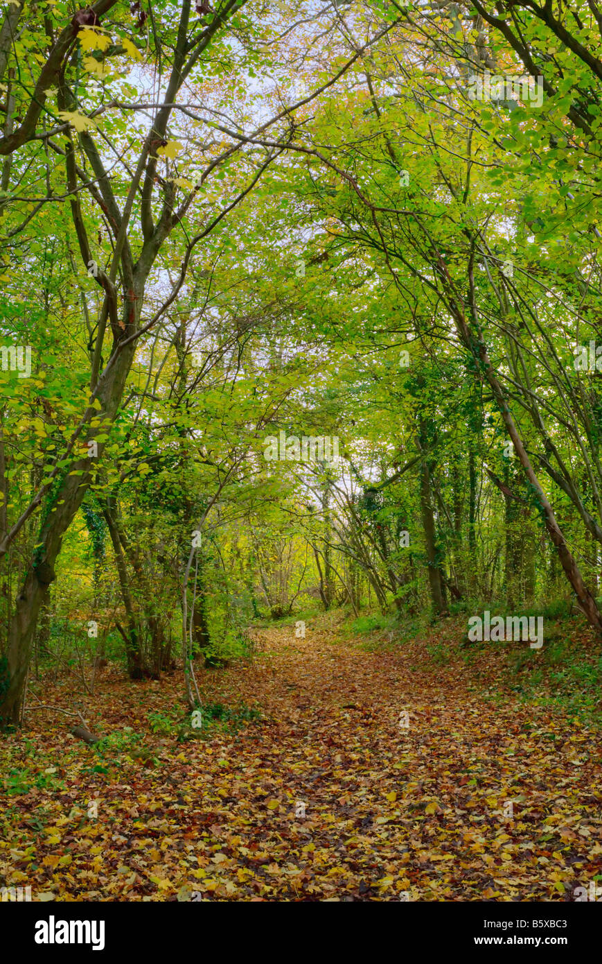 Percorso del Bosco in autunno, England, Regno Unito Foto Stock