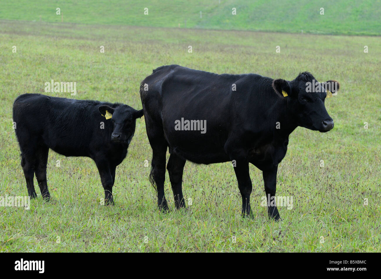 Tedesco di bovini Angus (Bos taurus), mucca nera con vitello su un pascolo Foto Stock