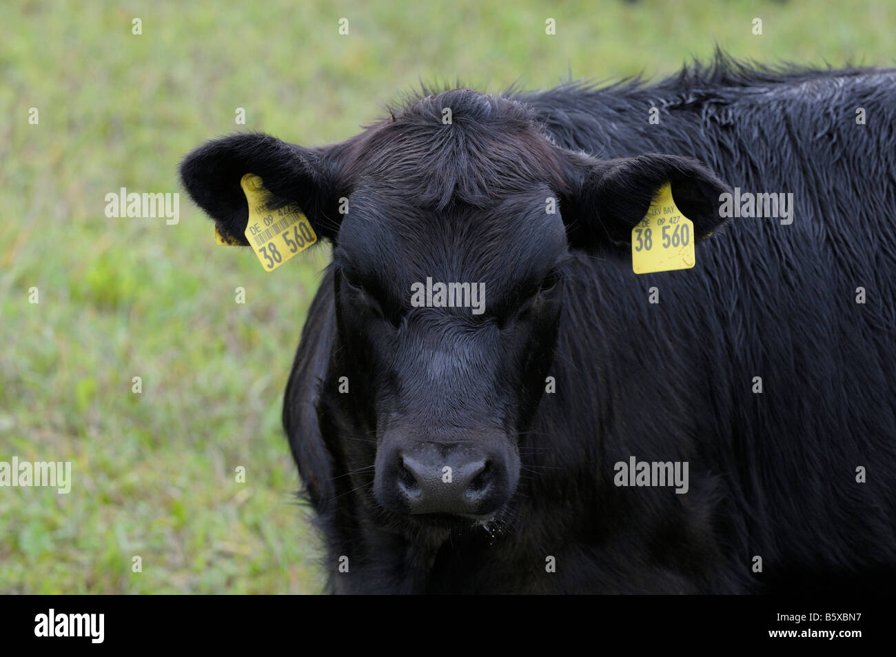 Tedesco di bovini Angus (Bos taurus), ritratto di nero singolo Foto Stock