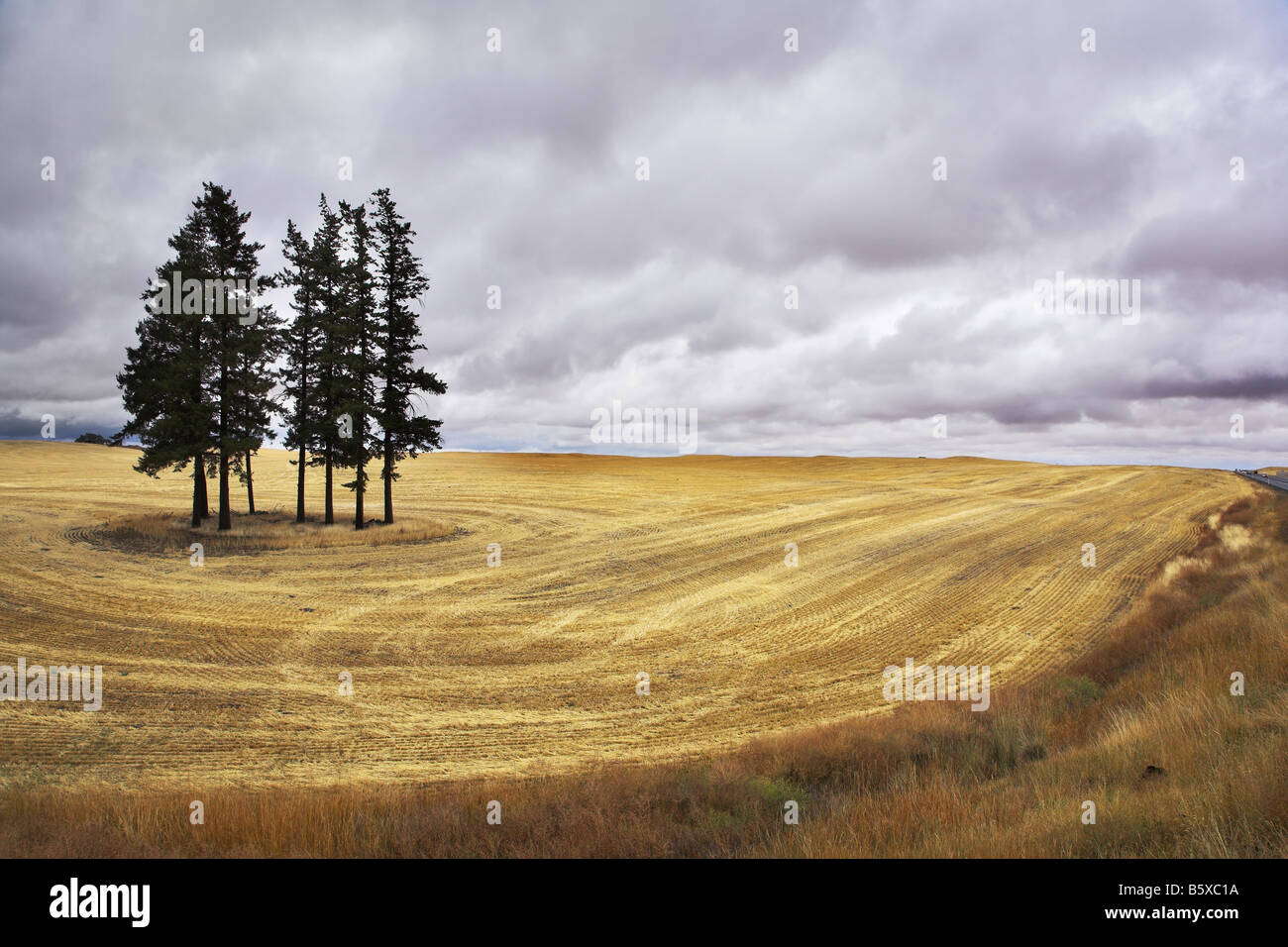 Un enorme campo nello stato del Montana dopo un raccolto Foto Stock