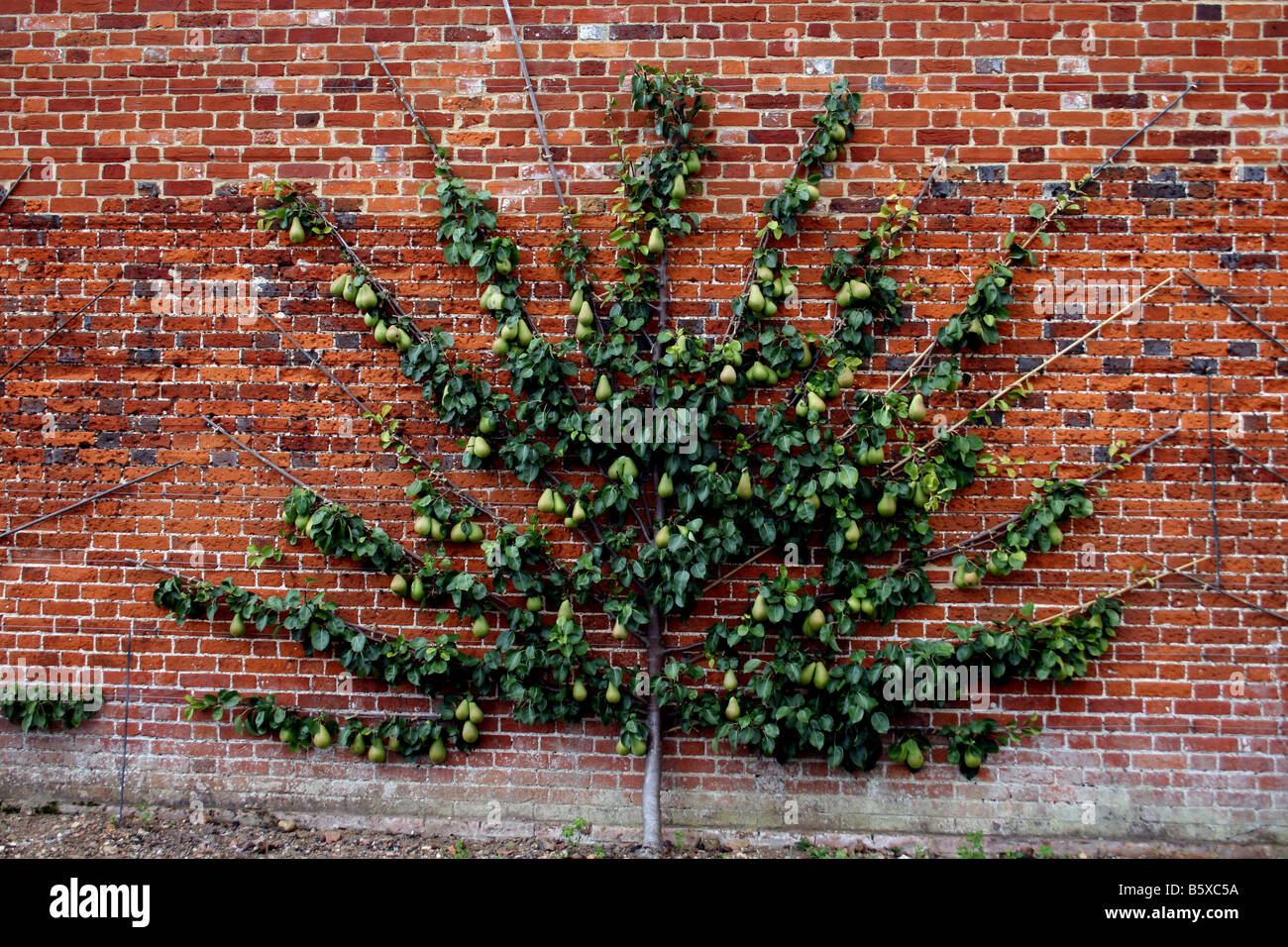 OLD ENGLISH PERA VICARIO DI WINKFIELD cresce su una struttura a spalliera contro un muro di mattoni. Foto Stock