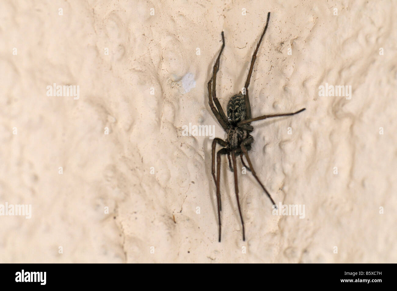 Giant Casa europea Spider (Tegenaria atrica, Tegenaria gigantea) su una parete Foto Stock