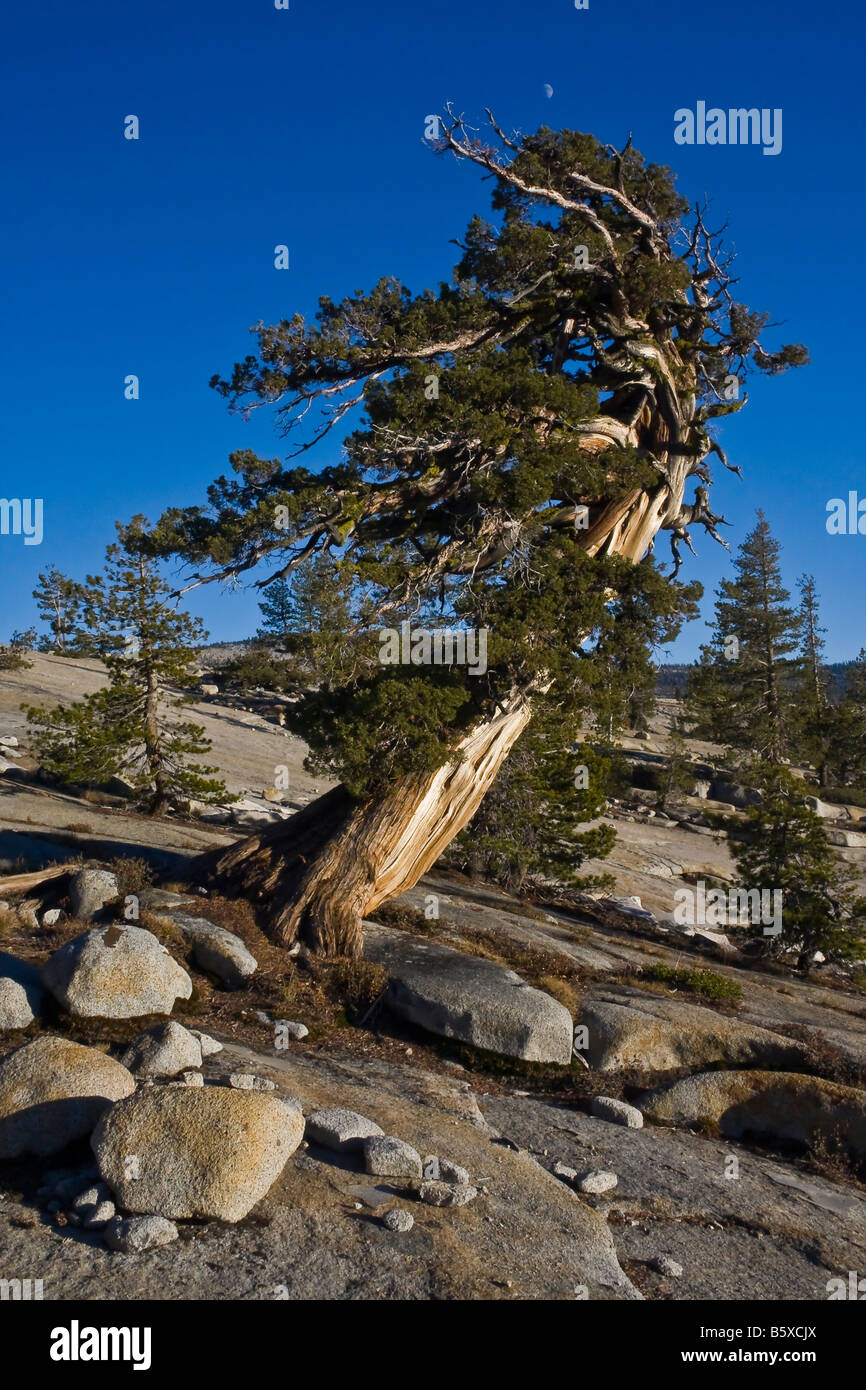 Bel vecchio pino in alta Sierra della California, ritorto e piegate mediante le forze elementari della natura. Foto Stock