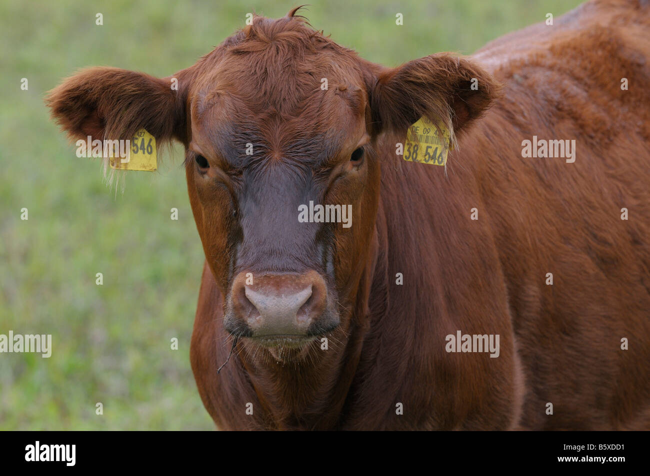 Tedesco di bovini Angus (Bos taurus), ritratto di rosso singolo Foto Stock