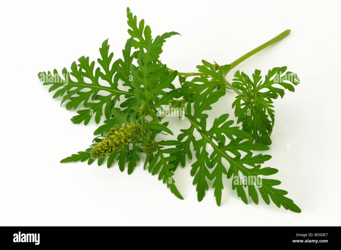 L Ambrosia annuale, comune Ragweed (Ambrosia artemisiifolia). Ramoscello con boccioli di fiori Foto Stock